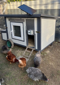 mobiler Hühnerstall Henni-8,  2-rädrig winterfest für 8 Hühner - lackierte Stahlkonstruktion